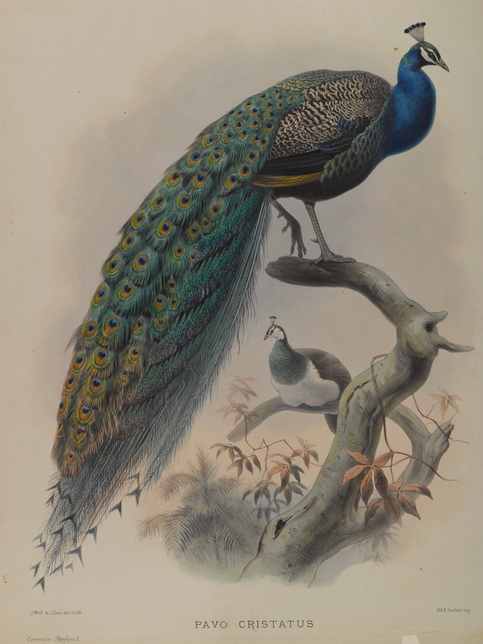 Pavo Cristatus - Almindelig påfugl (farve litho) af Daniel Giraud and Gould John Elliott