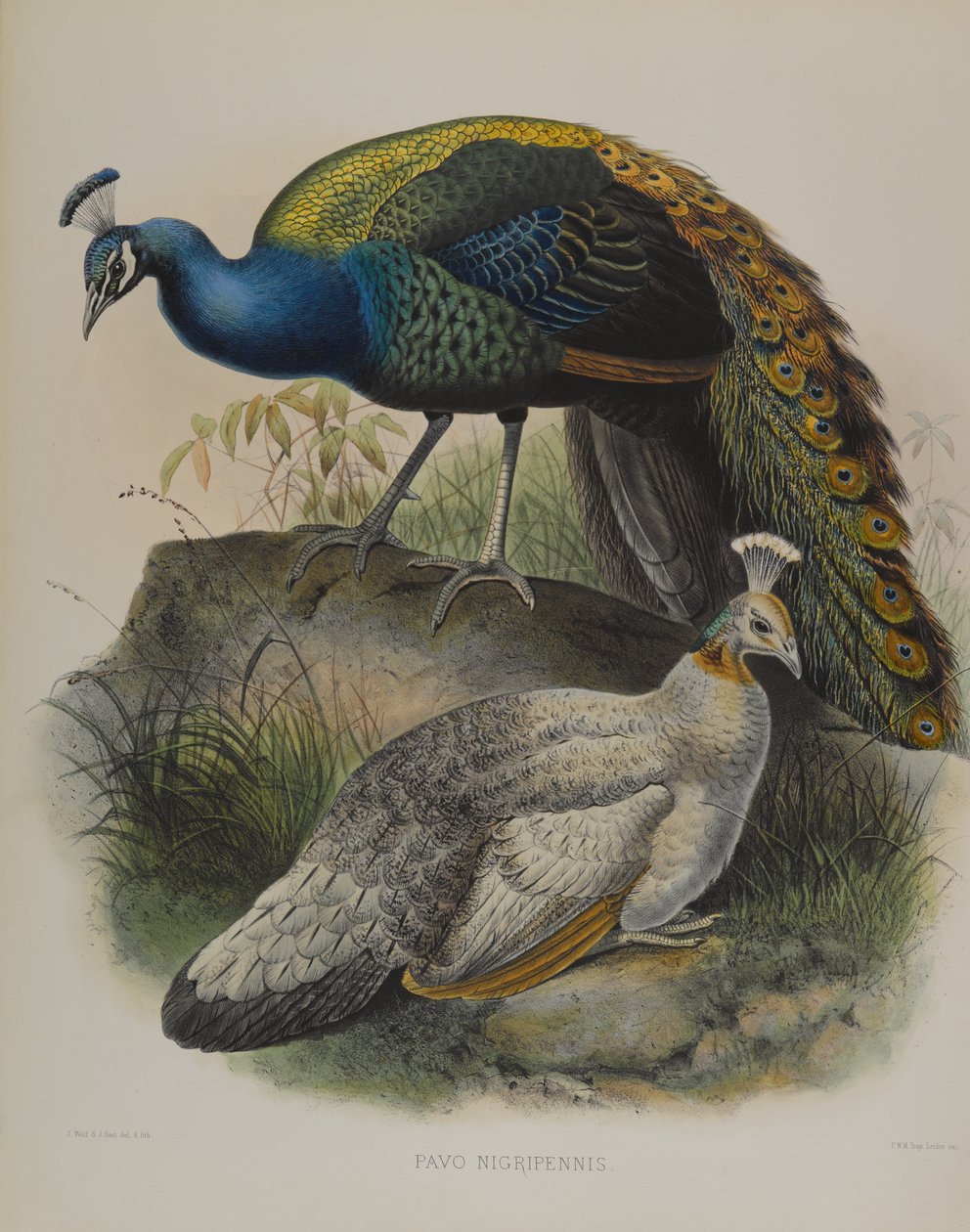 Pavo Nigripennis - Black Shouldered Pea Fowl (farve litho) af Daniel Giraud and Gould John Elliott