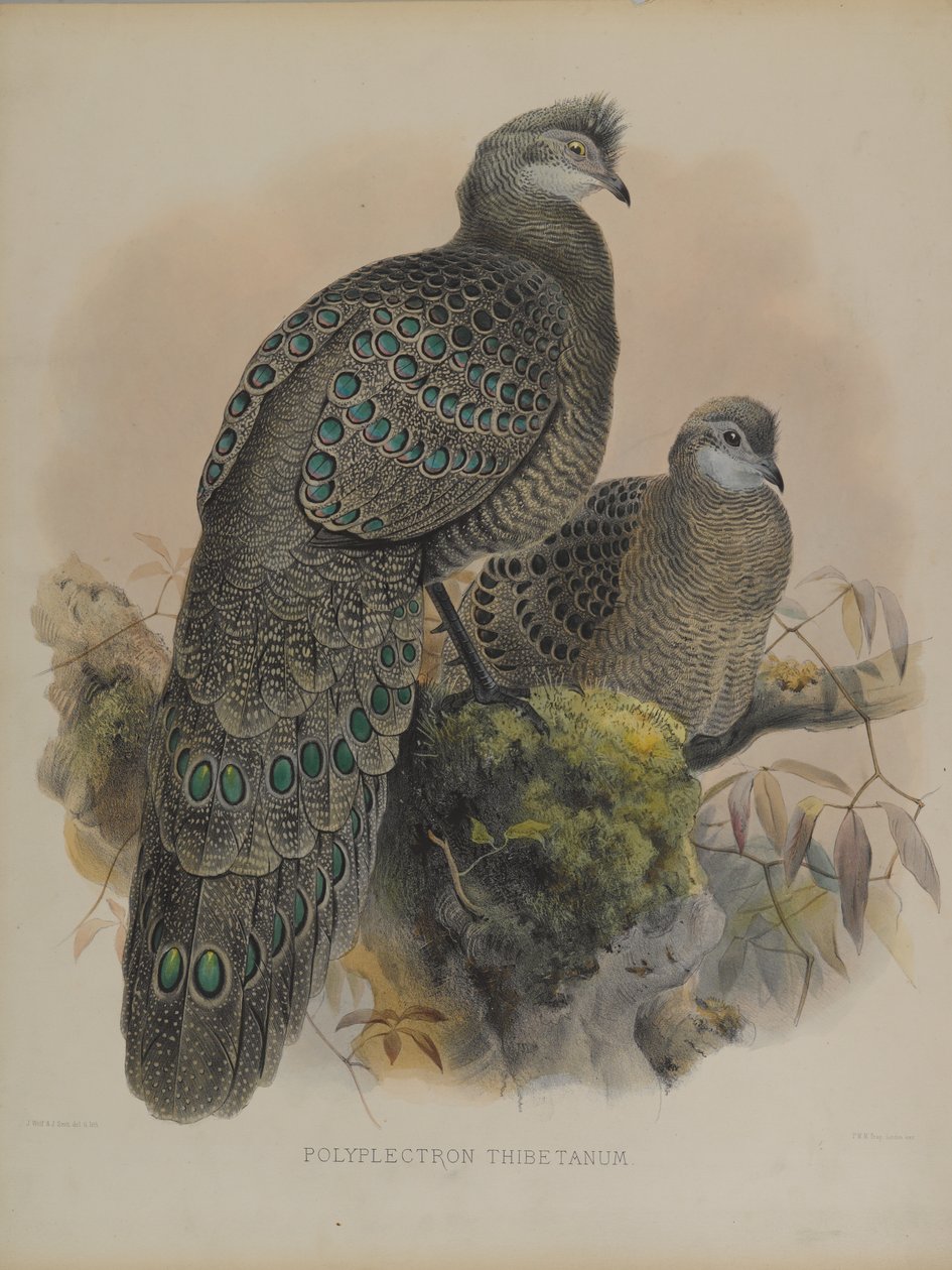 Polyplectron Tibetanum (farvelitografi) af Daniel Giraud and Gould John Elliott