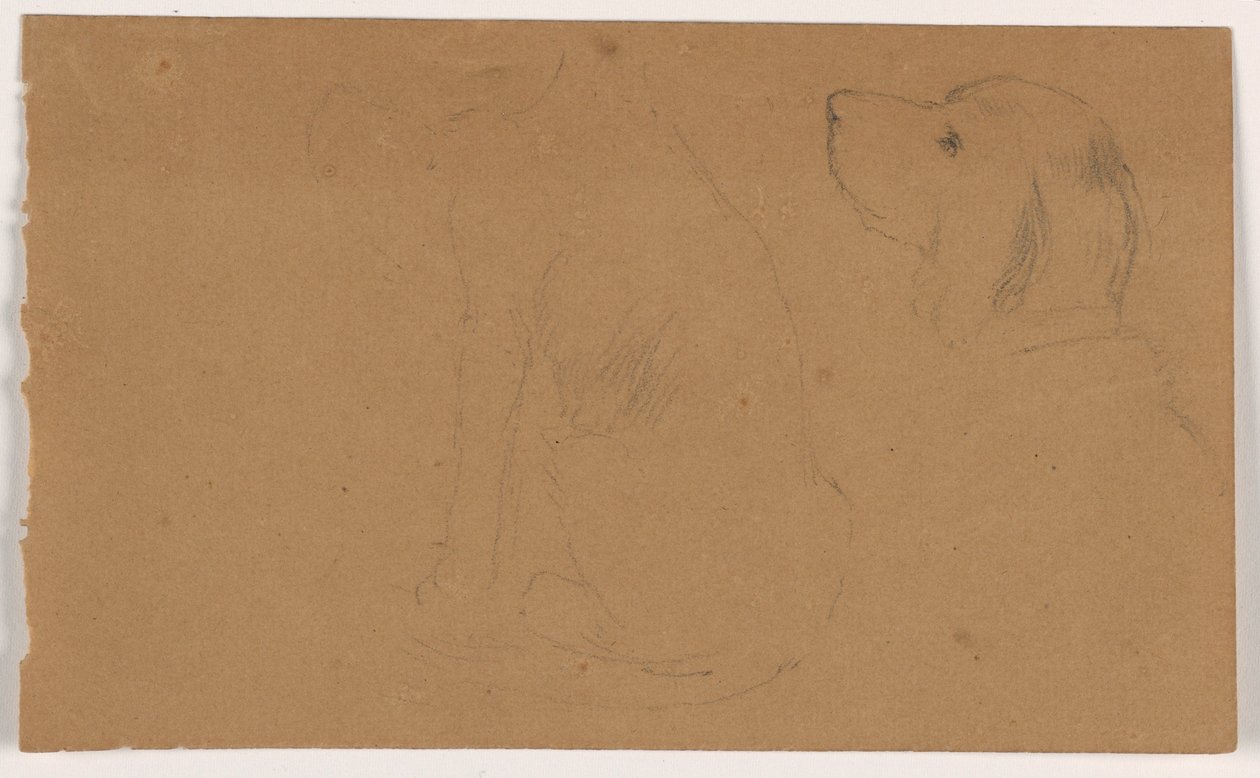 Tegning, Dash (en setter), hoved og krop, ca. 1862 af Daniel Huntington