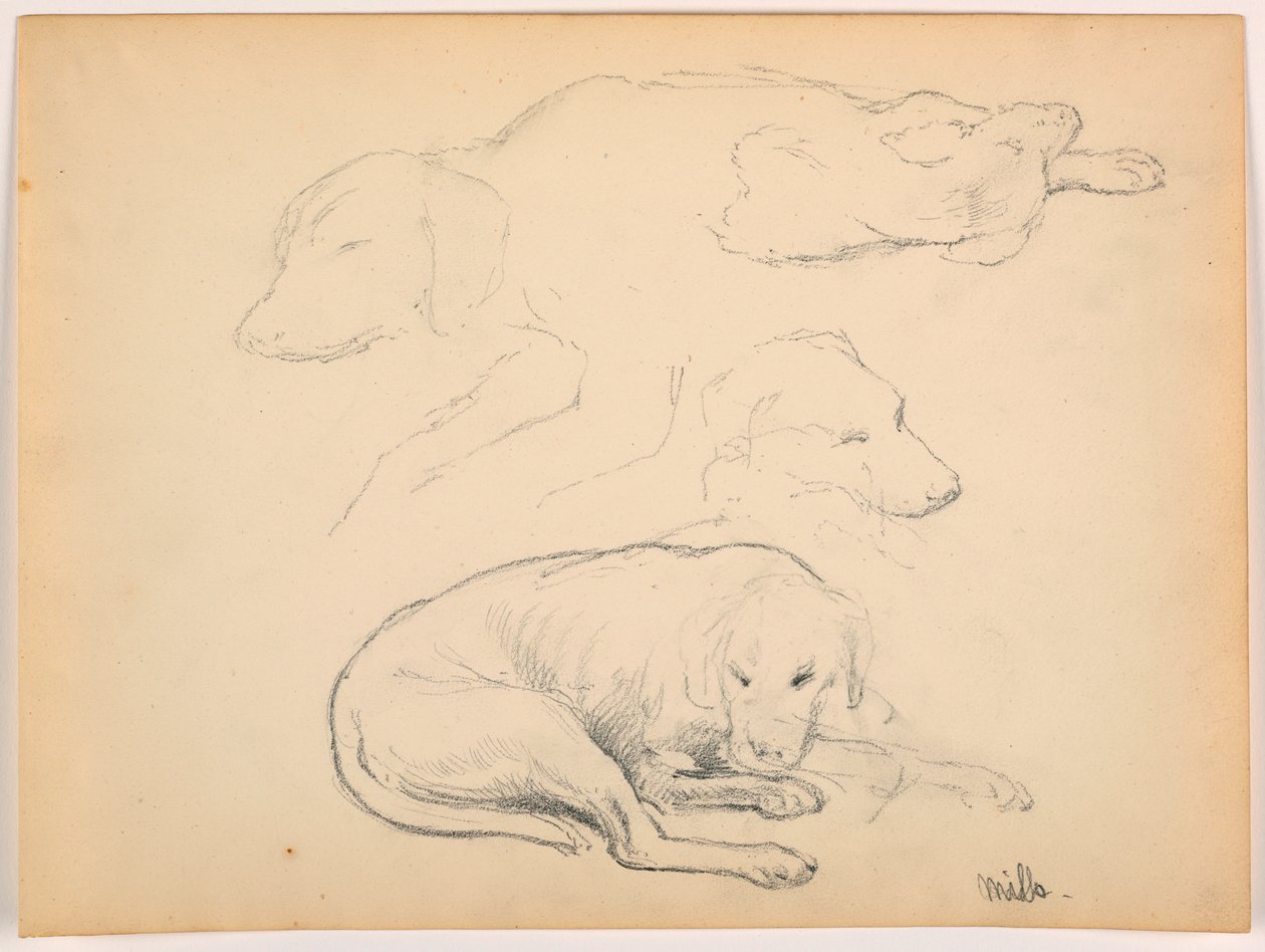 Tegning, Milo (en pointer), flere studier, ca. 1862 af Daniel Huntington