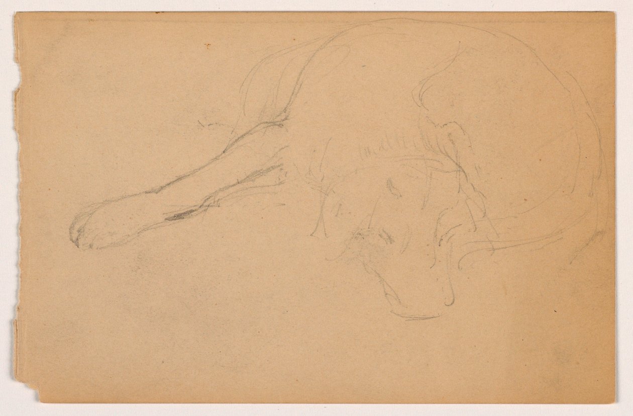 Tegning, Miol (en pointer), ca. 1862 af Daniel Huntington