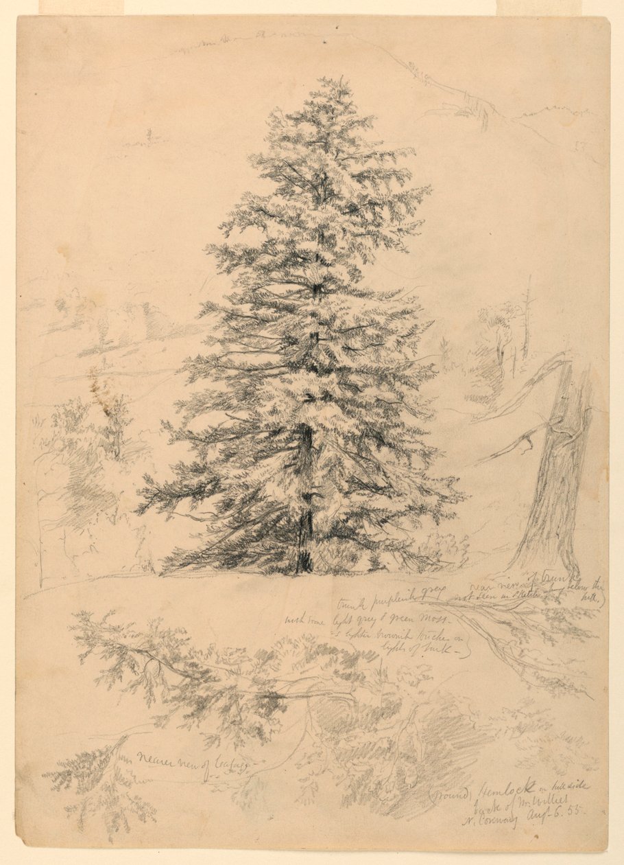 Tegning, studie af en hemlock, North Conway, New Hampshire, 6. august 1855 af Daniel Huntington