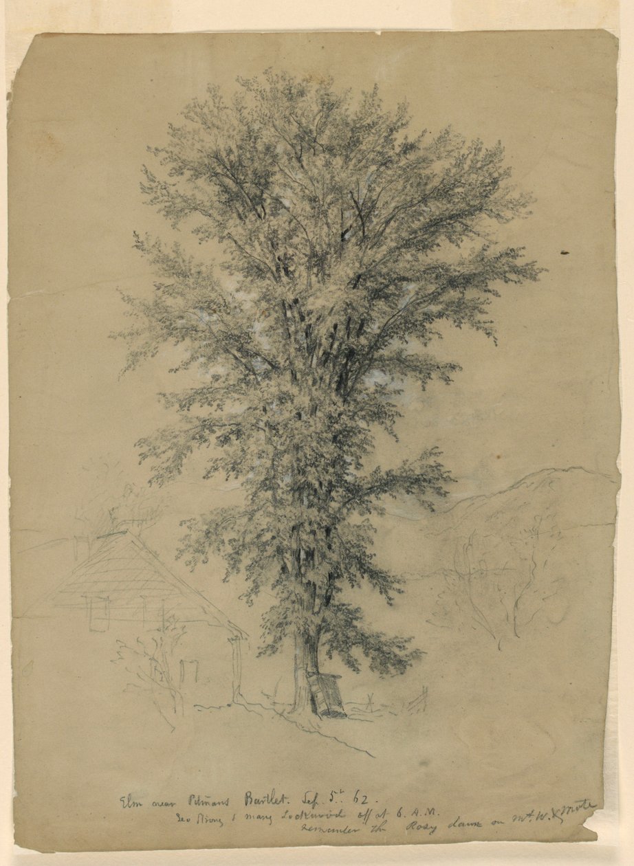 Elm nær Pitman