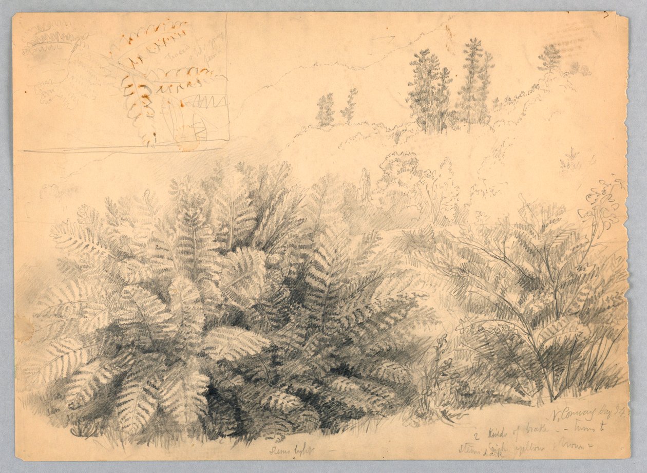 Ferns, North Conway, New Hampshire af Daniel Huntington