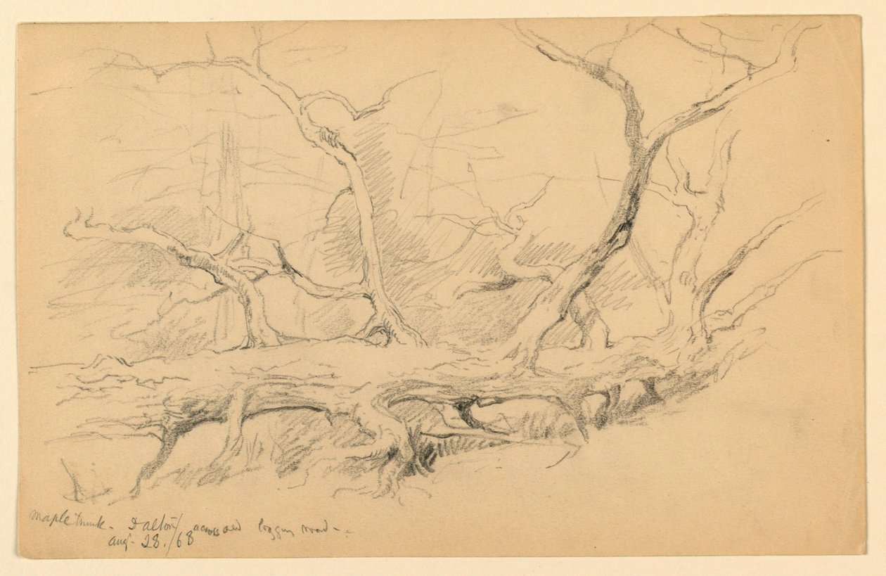 Maple Trunk, på tværs af Old Logging Road, Dalton af Daniel Huntington