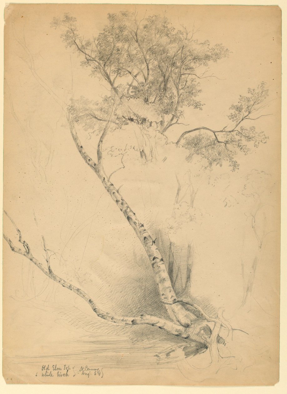 Old Elm Top and White Birch, North Conway, New Hampshire af Daniel Huntington
