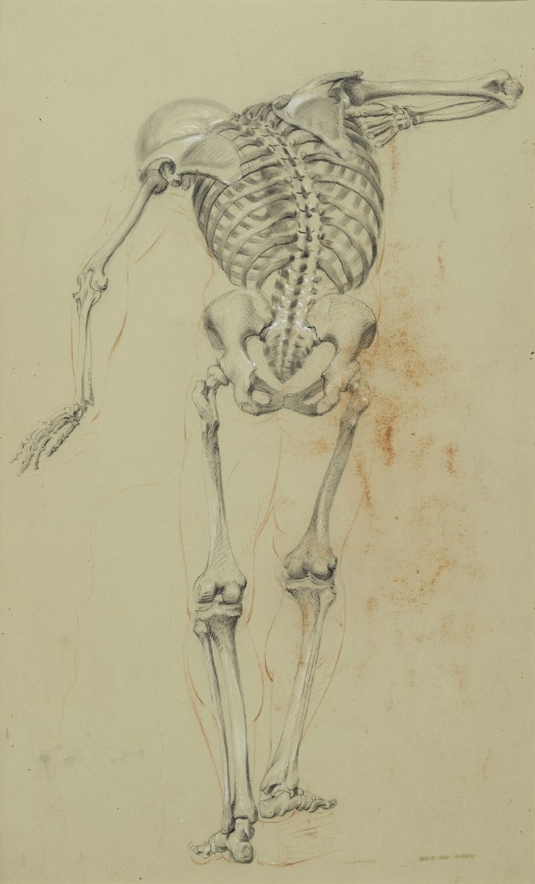 Skeleton Study, ca. 1848 (kridt og farveblyant på solbrunt papir monteret på pap) af Daniel Huntington