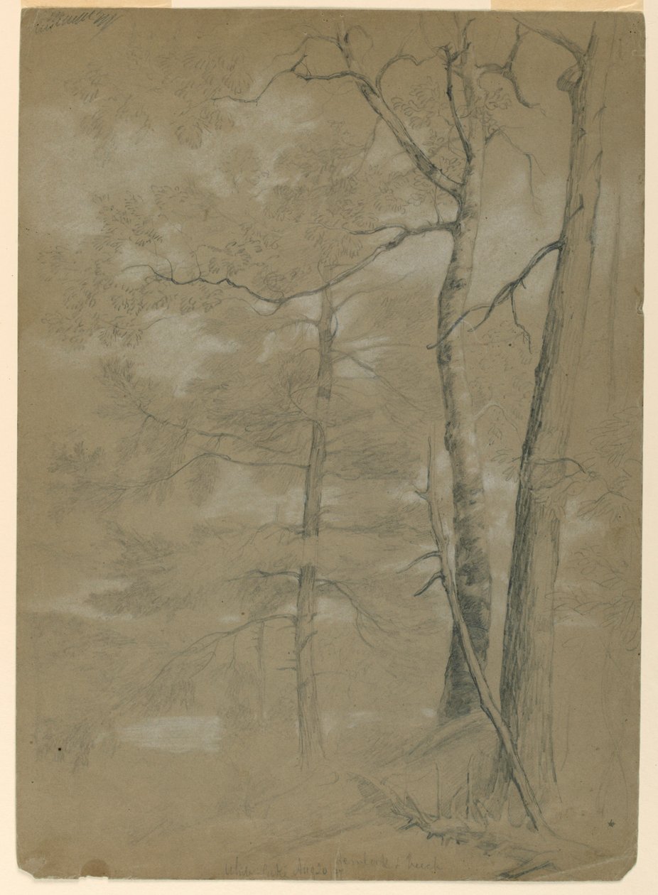 Undersøgelse af Hemlock and Beech, White Lake af Daniel Huntington