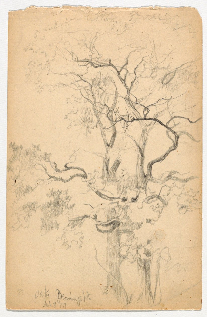 Studie af Oaks ved Dennings Point af Daniel Huntington