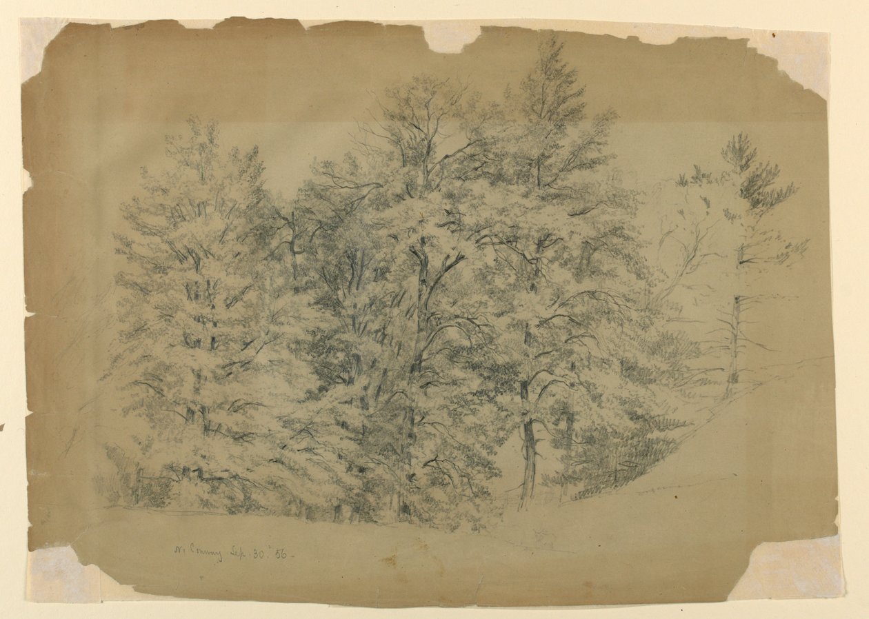 Studie af træer, North Conway, New Hampshire af Daniel Huntington