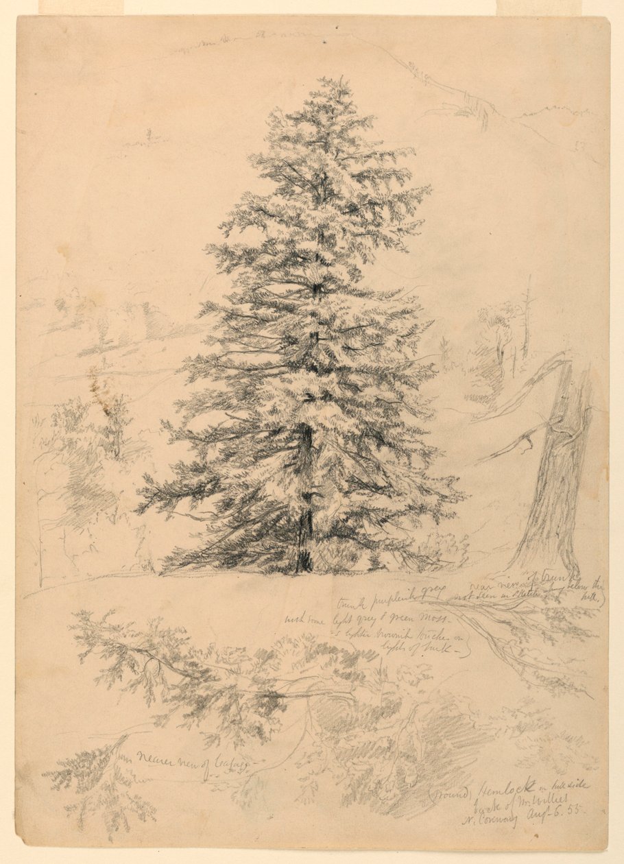 Studie af en Hemlock, North Conway, New Hampshire af Daniel Huntington