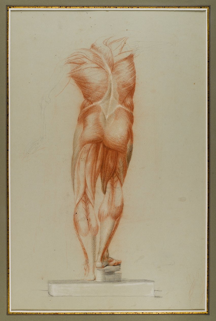 Écorché (Figure Study of Musculature), ca. 1848 (kridt og grafit på papir) af Daniel Huntington