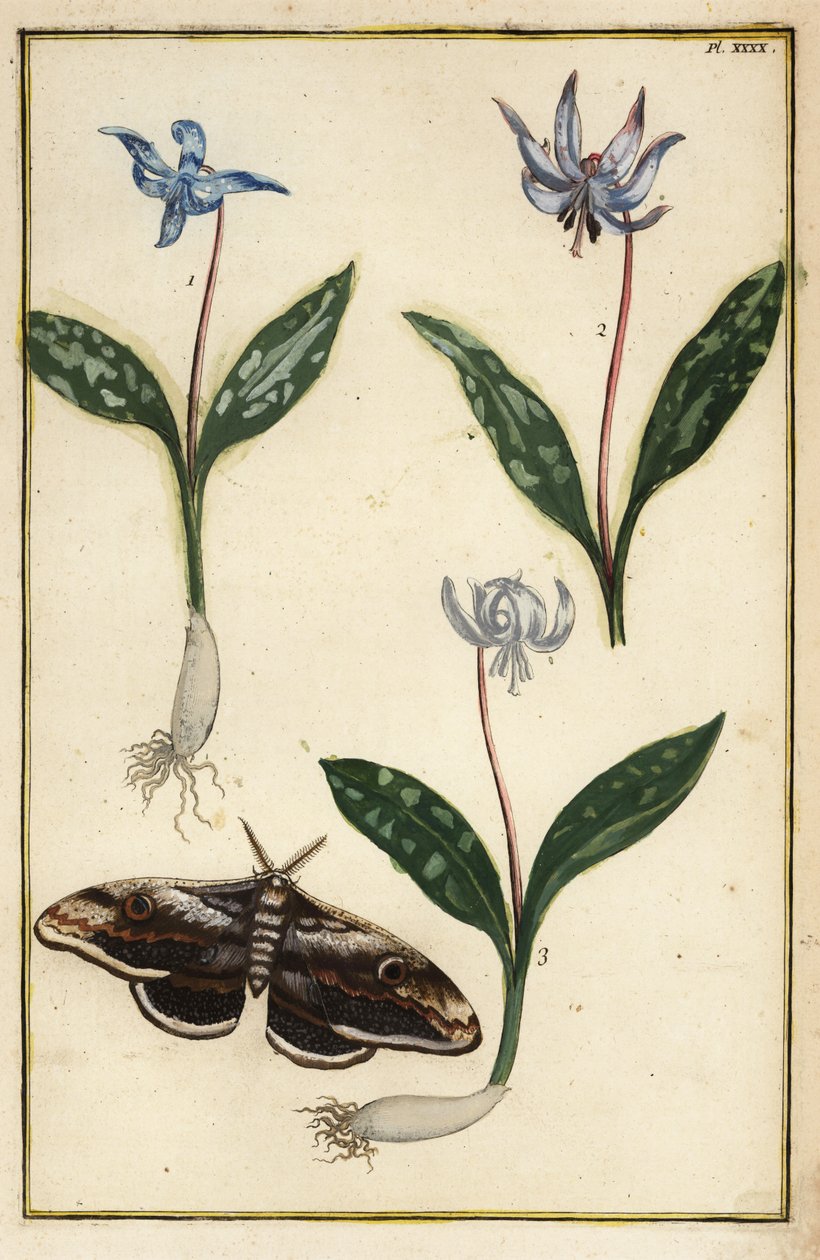 Hundetand-violet eller hundetandsviolet, Erythronium dens-canis og møl af Daniel Rabel