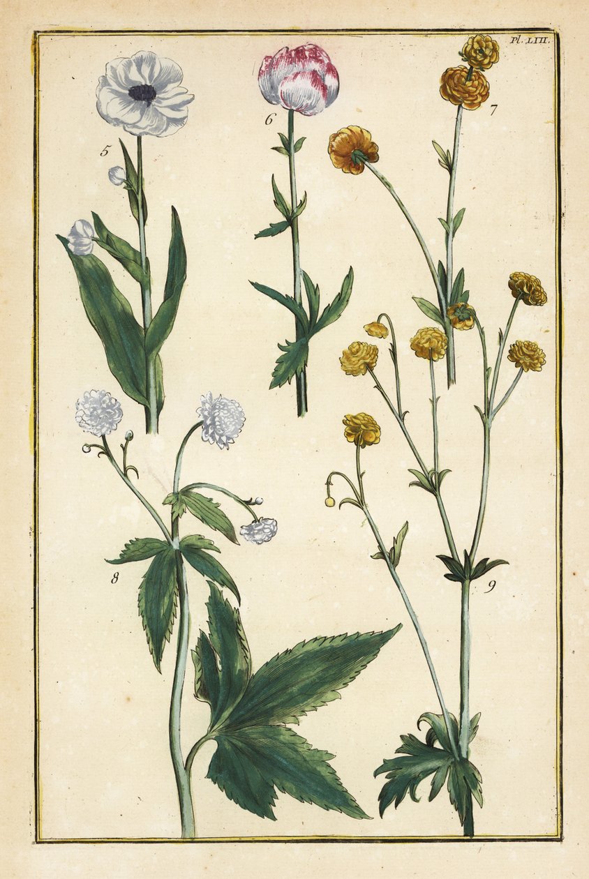 Globusblomst, Trollius europaeus og andre arter af ranunkel, Ranunculus glacialis osv. af Daniel Rabel