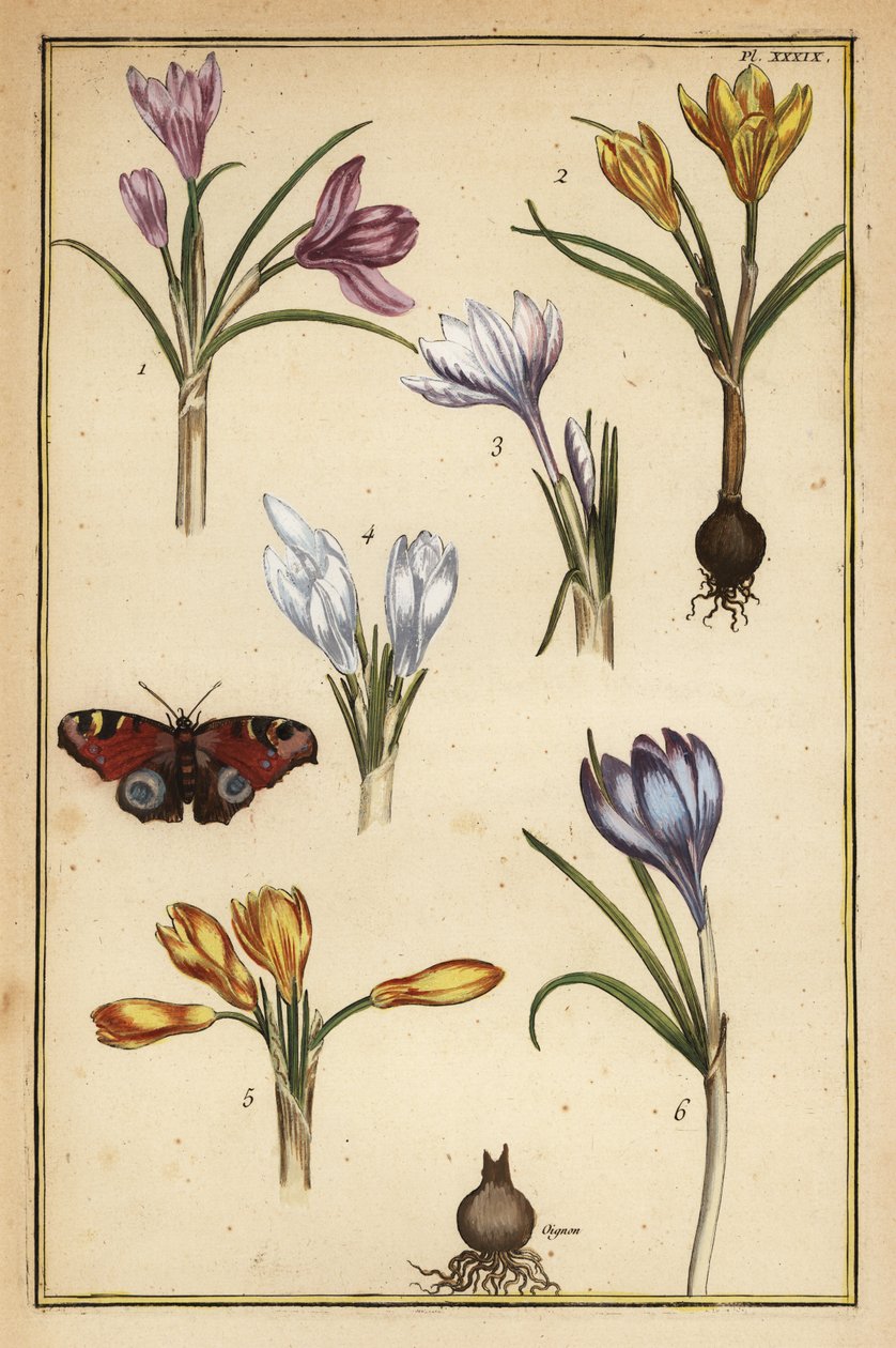Forårskrokus, Crocus vernus og europæisk påfuglesommerfugl, Aglais io af Daniel Rabel