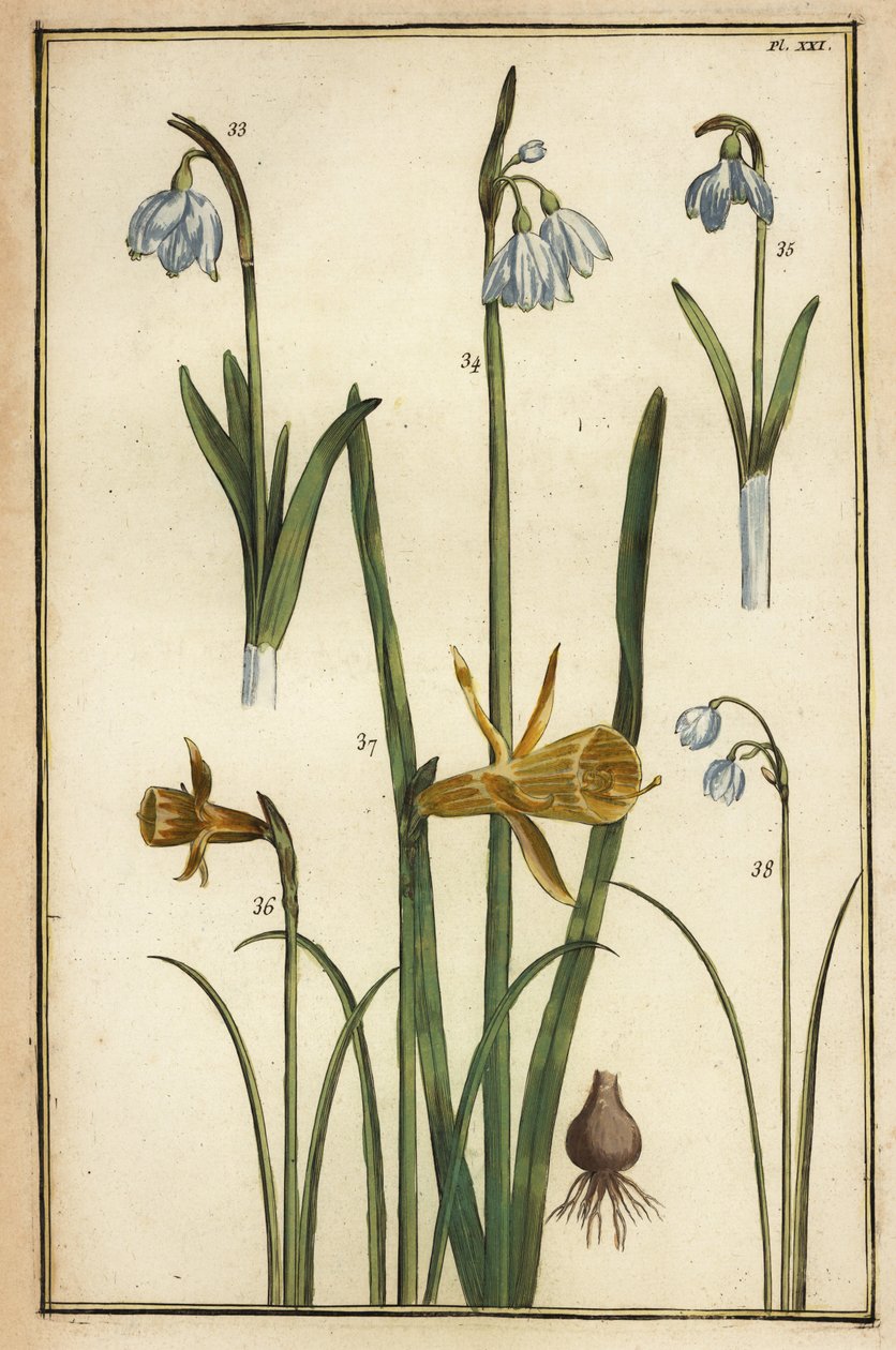 Vild påskelilje, Narcissus pseudonarcissus og vintergækker, Galanthus nivalis af Daniel Rabel
