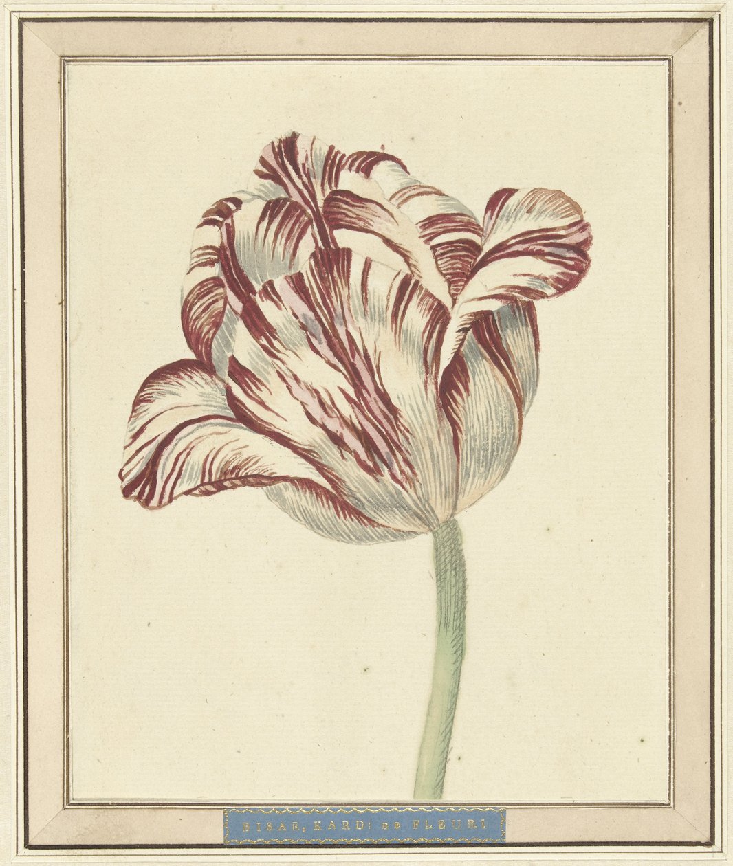 Tulipan, ved navn Bisar, kardinal de Fleuri af Daniël Marot (II)
