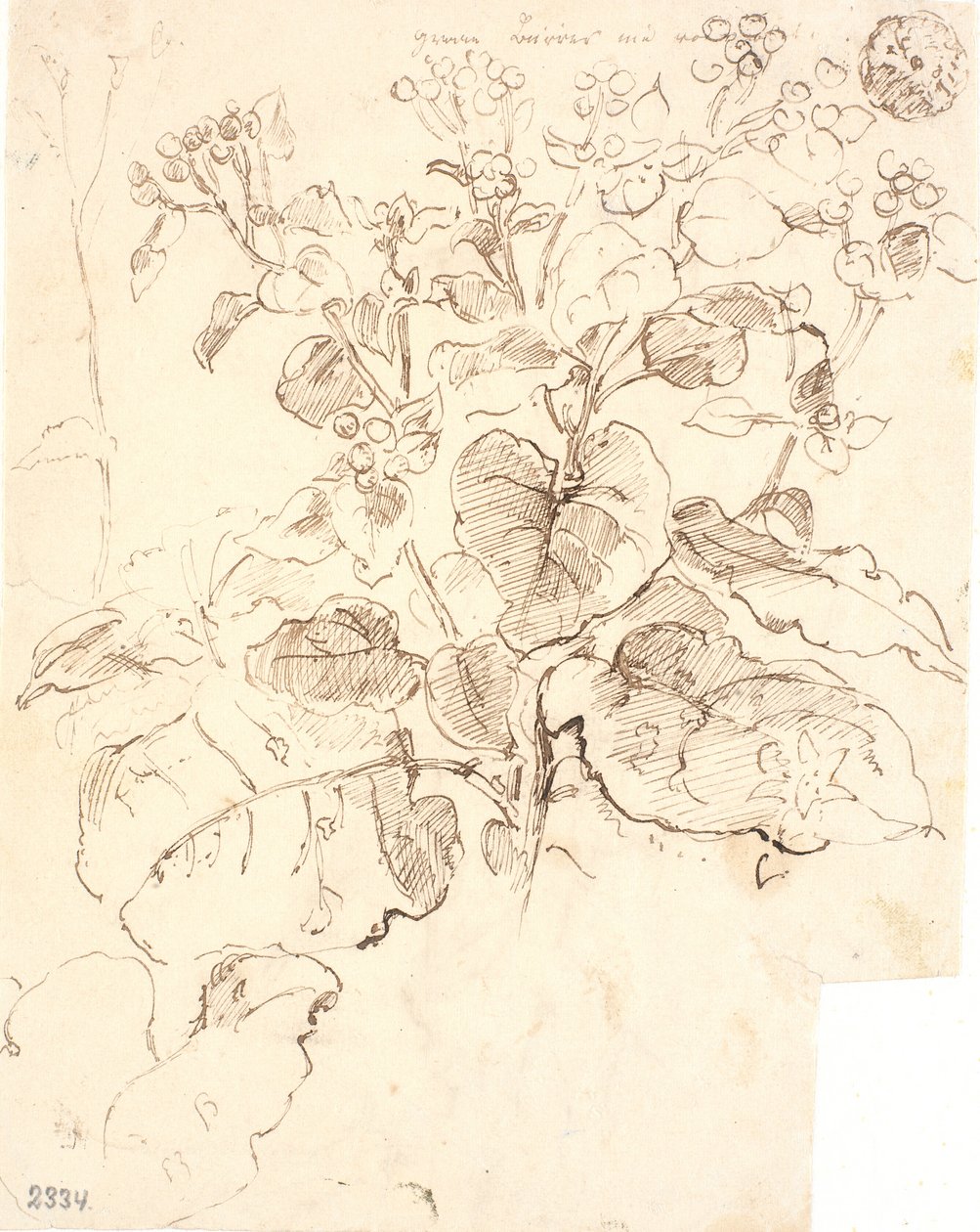 Plantestudier af Dankvart Dreyer