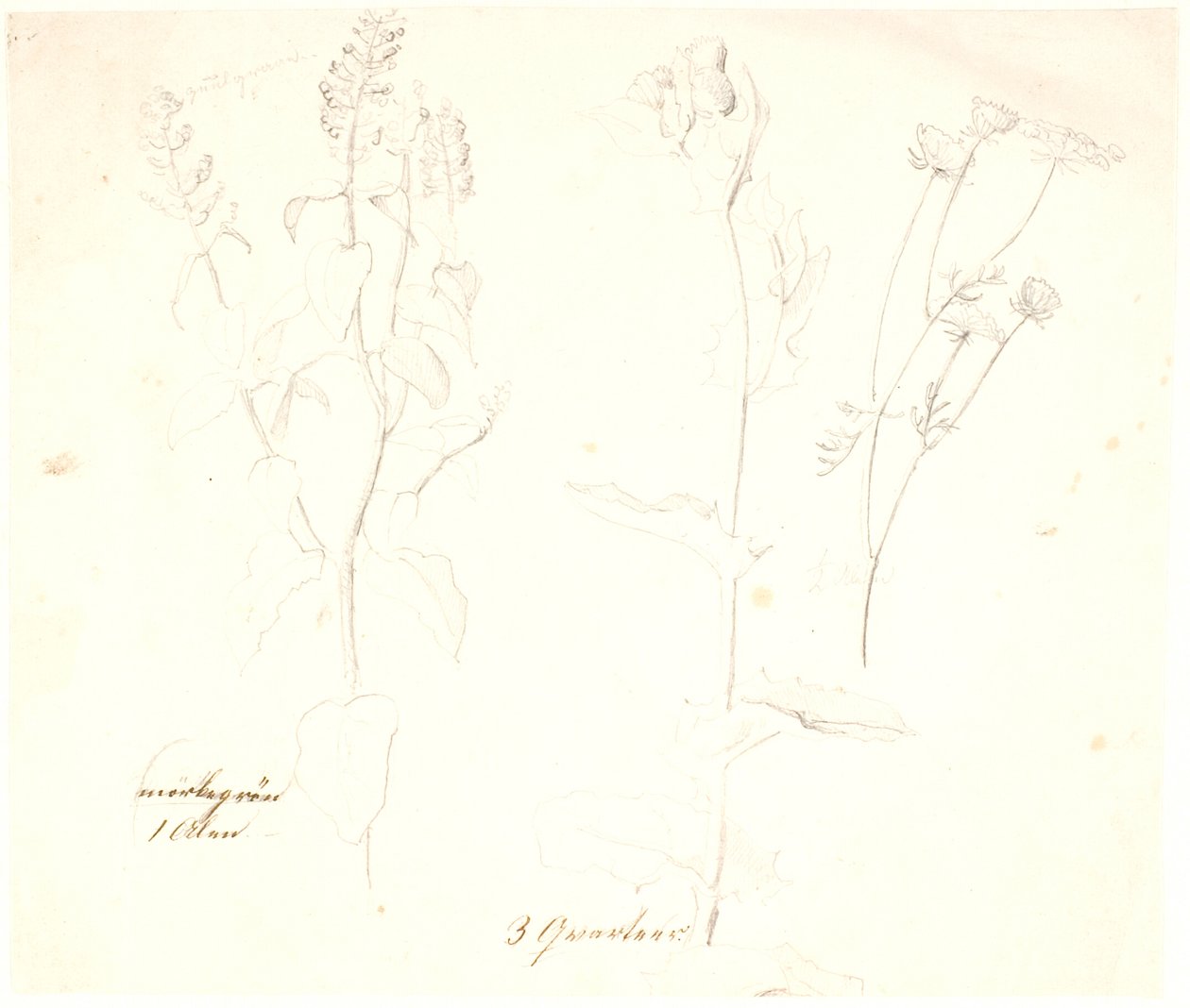 Plantestudier af Dankvart Dreyer