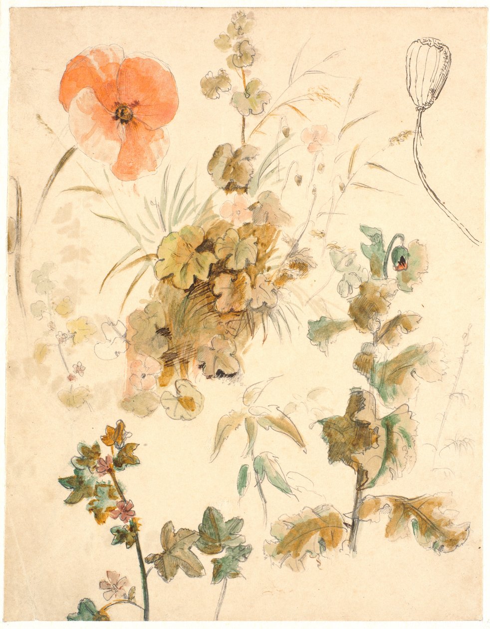 Studier af forskellige blomster, bl.a. valmuer af Dankvart Dreyer