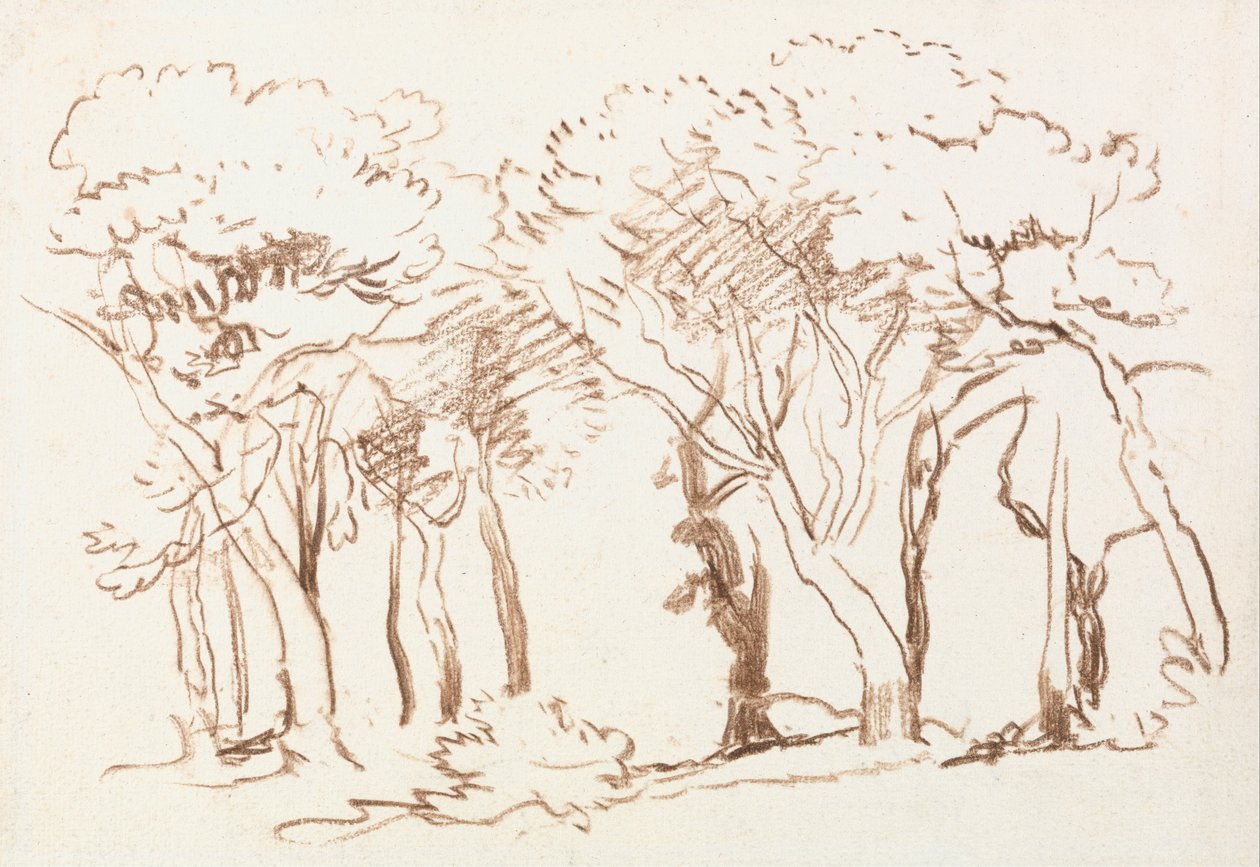 Undersøgelse af træer af David Cox