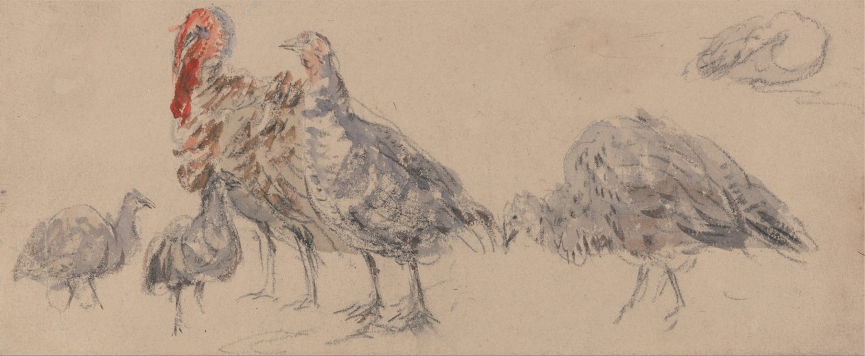 Undersøgelse af kalkuner af David Cox