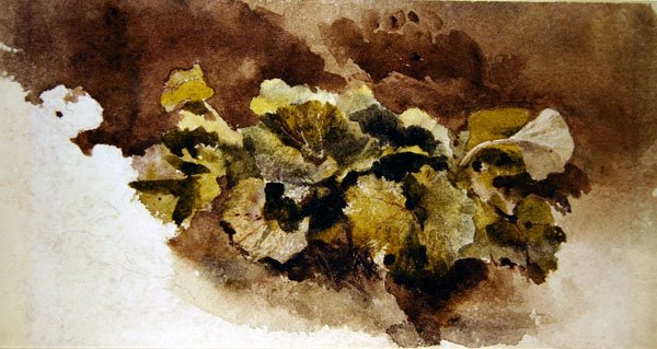 Dock Leaves (akvarel på papir) af David Cox