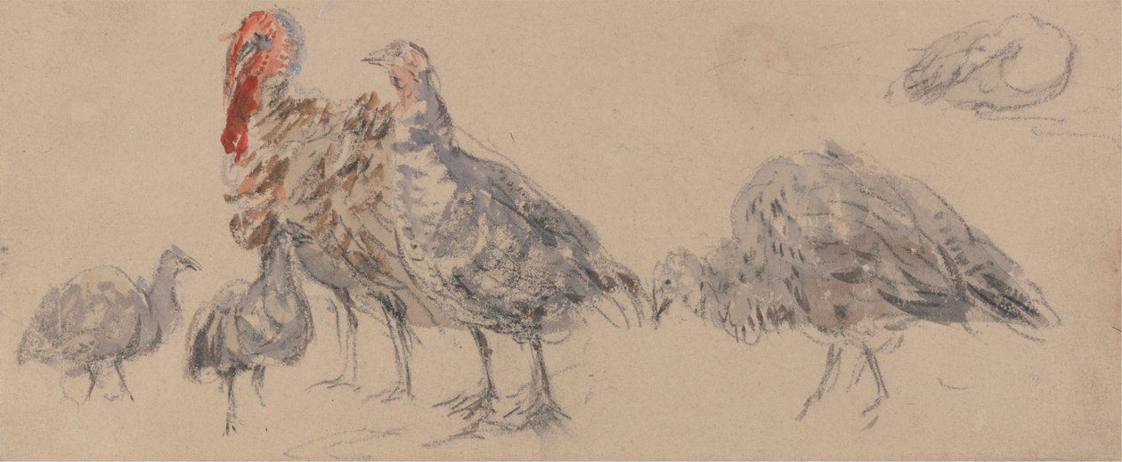 Undersøgelse af Tyrkierne af David Cox