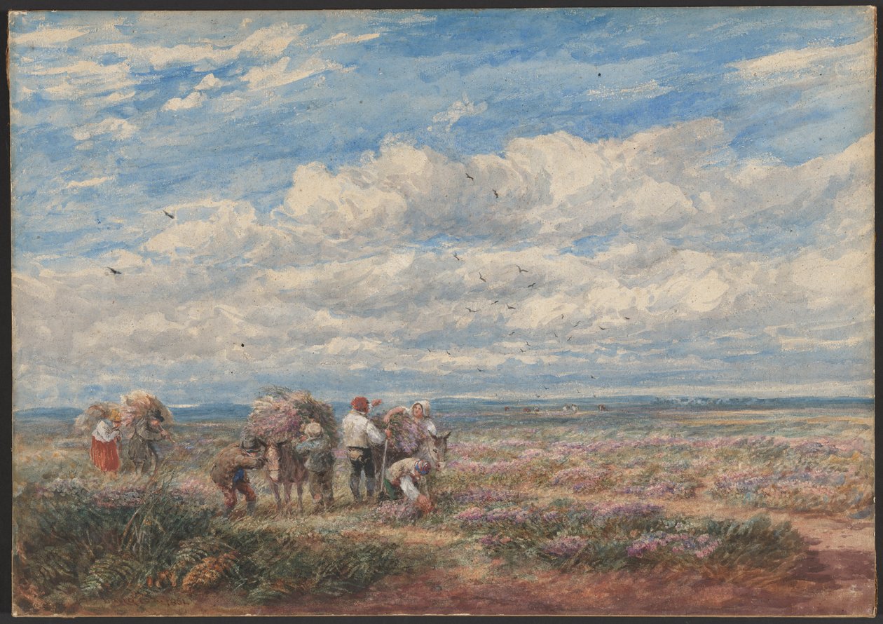 Lyng- eller gyvelplukkerne af David Cox