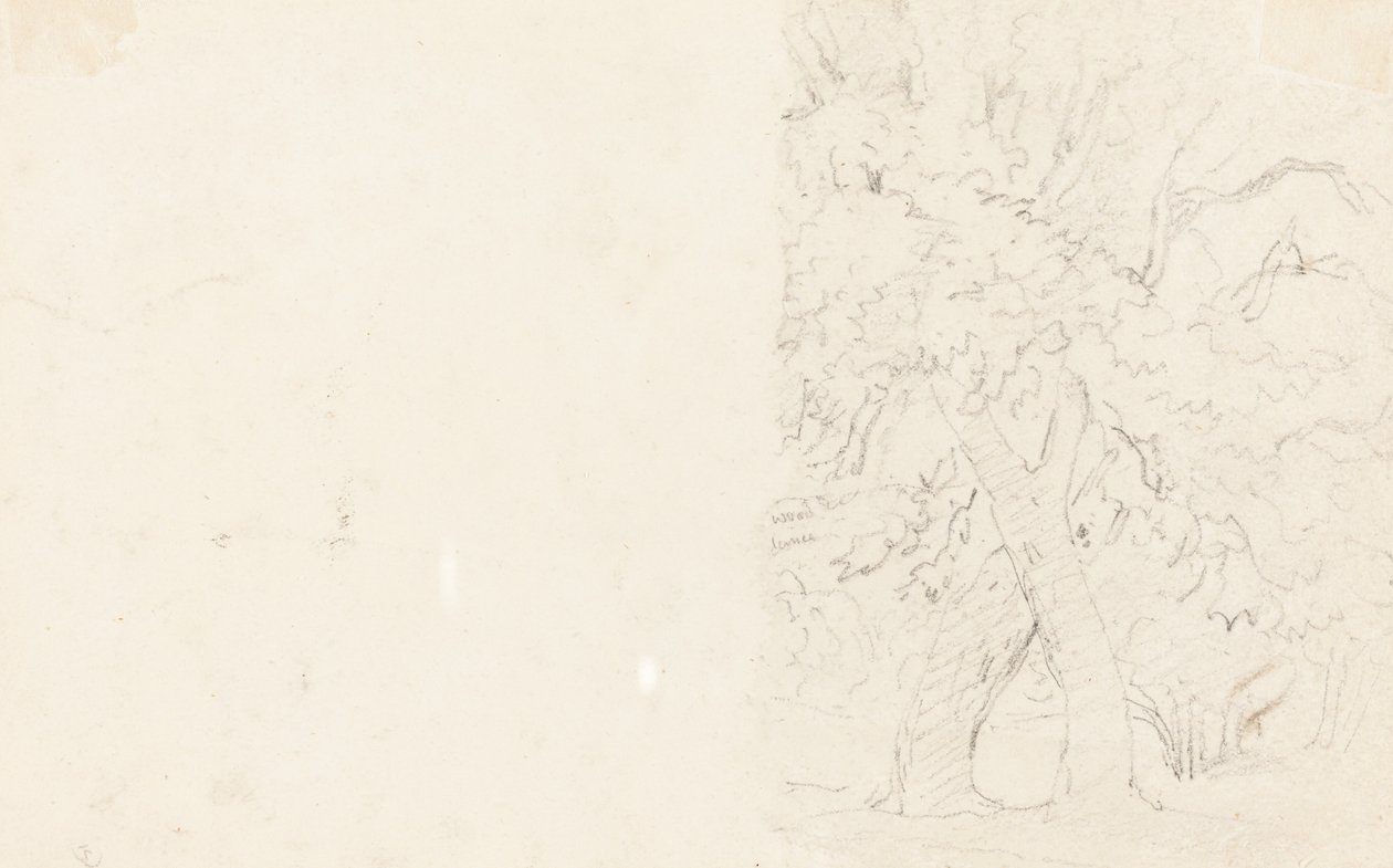 Træer [verso] af David Cox