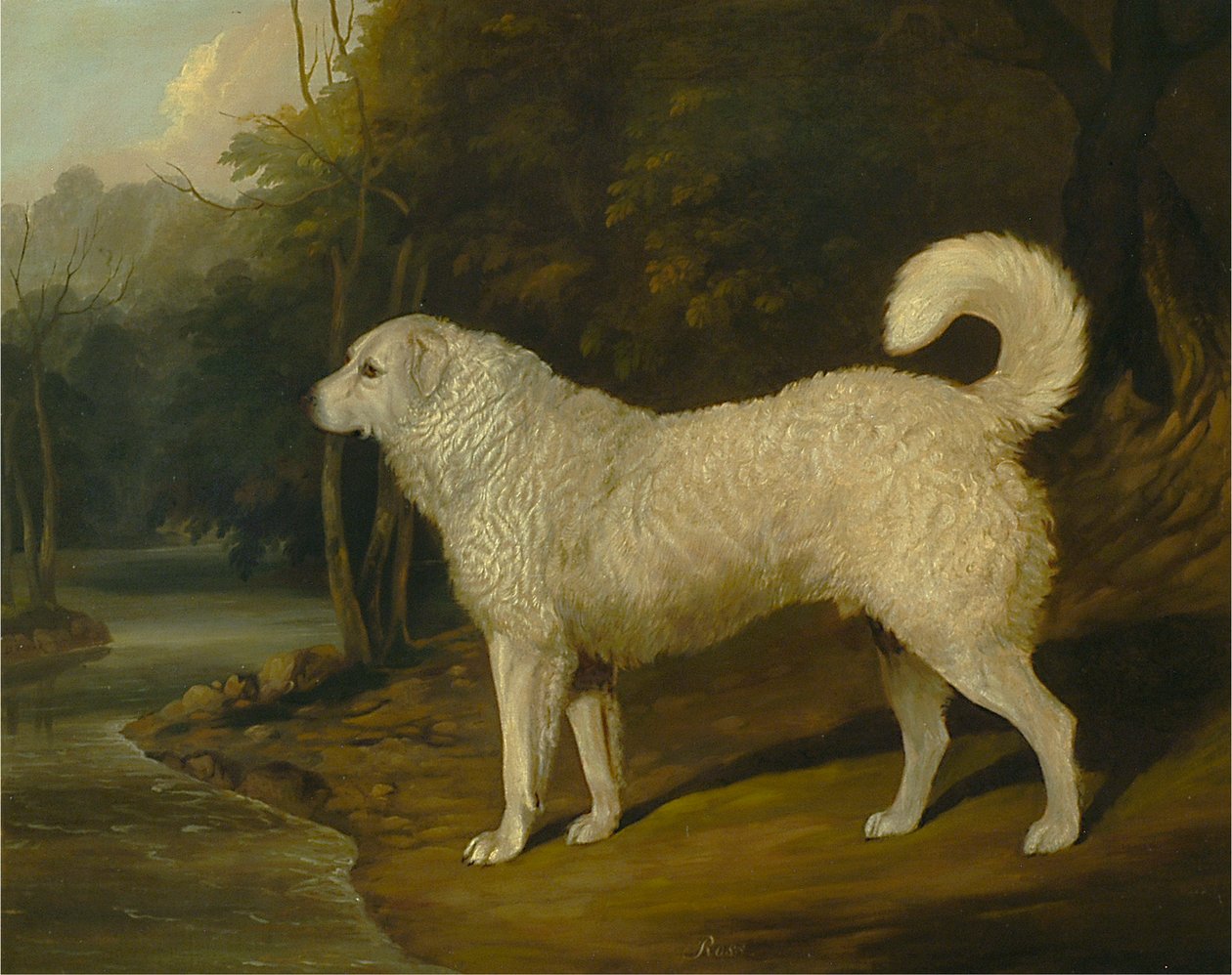 Portræt af en hund, Ross af David Dalby of York