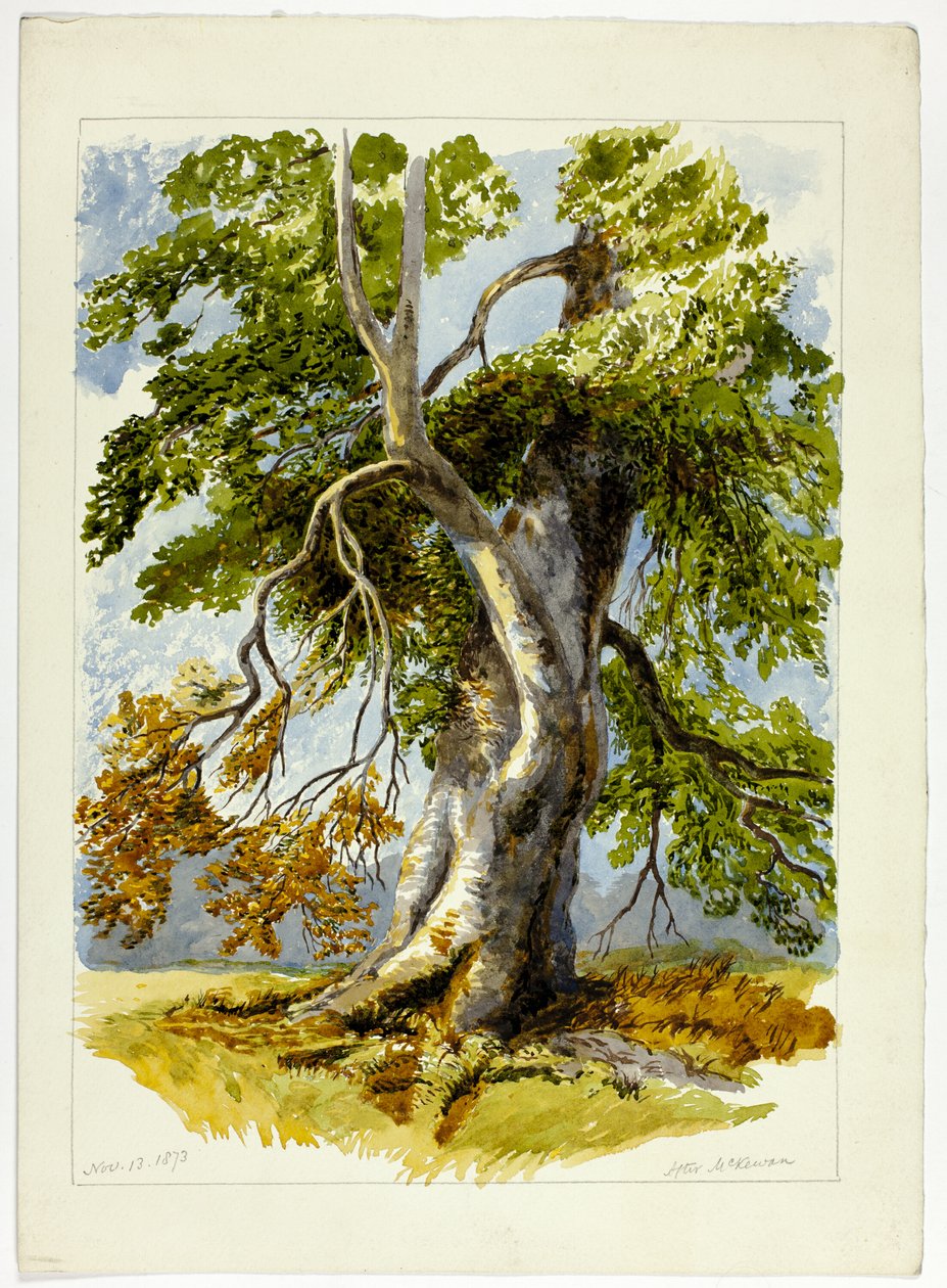Knudret træ af David Hall McKewan