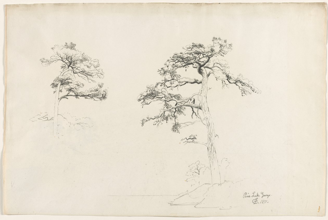 Pine, Lake George, 1871. af David Johnson