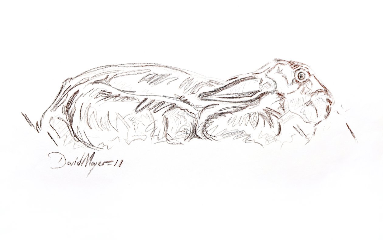 Brun hare liggende, 2012 (kontepastel på papir) af David Mayer