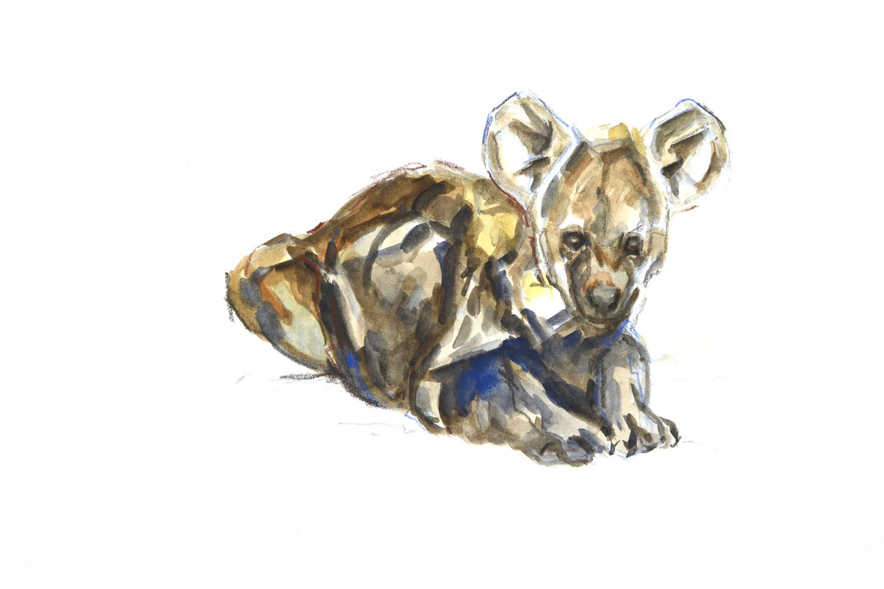 Hyænehvalp, 2020 (akvarel, farveblyant og gouache på papir) af David Mayer