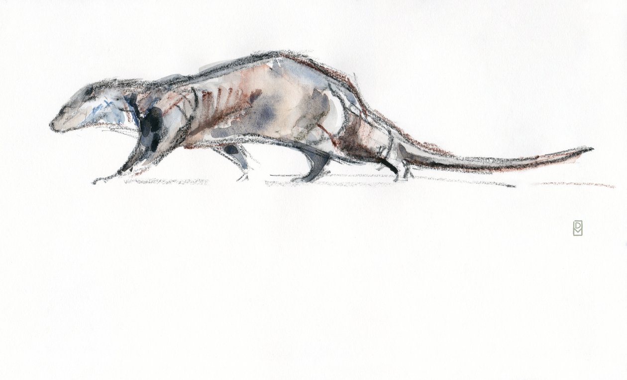 Otter running, 2022 (akvarel/farveblyant på papir) af David Mayer