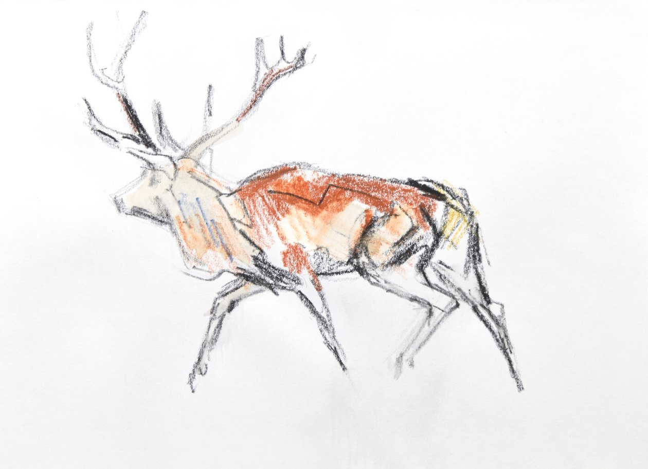 Red Deer Stag, 2020 (akvarel på papir) af David Mayer
