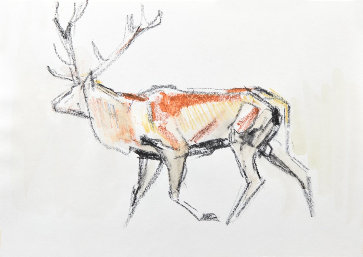 Red Deer Stag, 2020 (akvarel på papir) af David Mayer