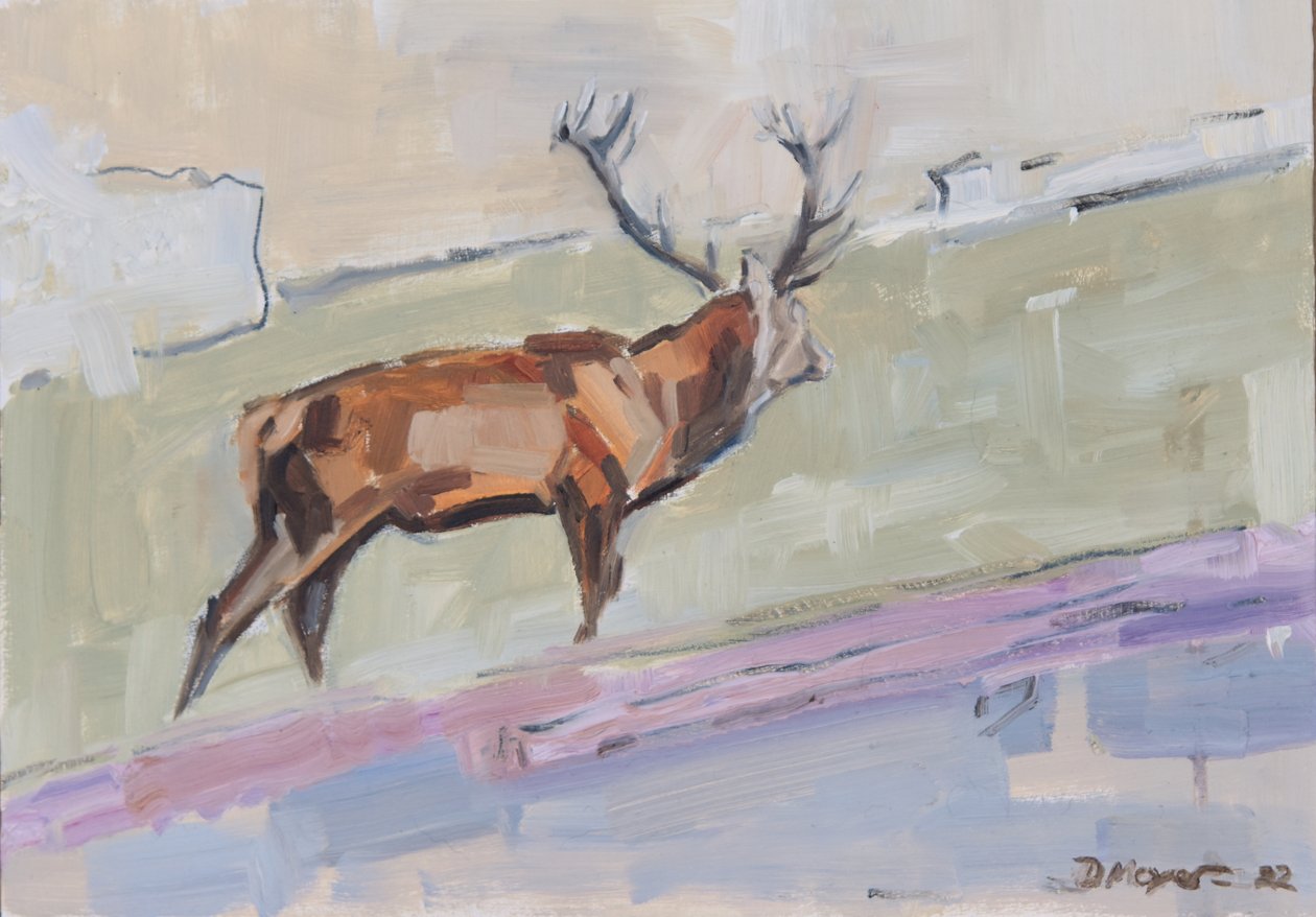 Red Deer Stag 2022 (olie på panel) af David Mayer