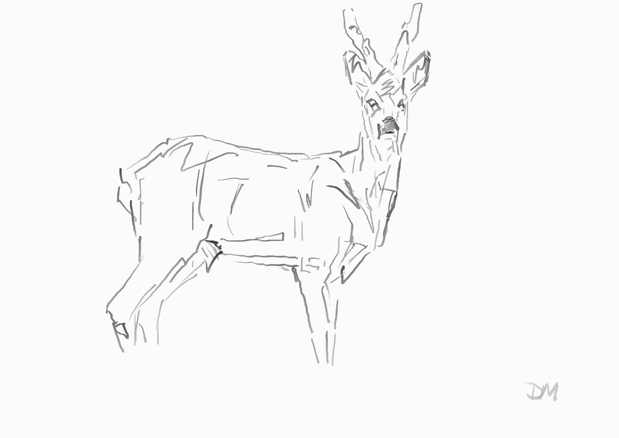 Roe Buck, 2024 (blæk med bambusrørpen på papir) af David Mayer
