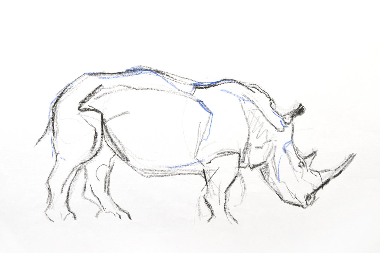 White Rhino, 2021 (farveblyant og akvarel på papir) af David Mayer