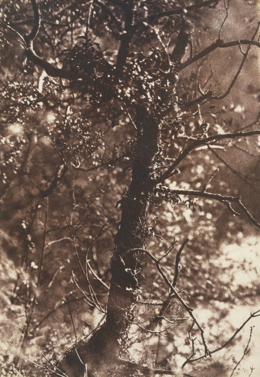The Fairy Tree at Colinton, 1846. Skabere: David Octavius Hill, Robert Adamson, Hill & Adamson. af Hill and Adamson