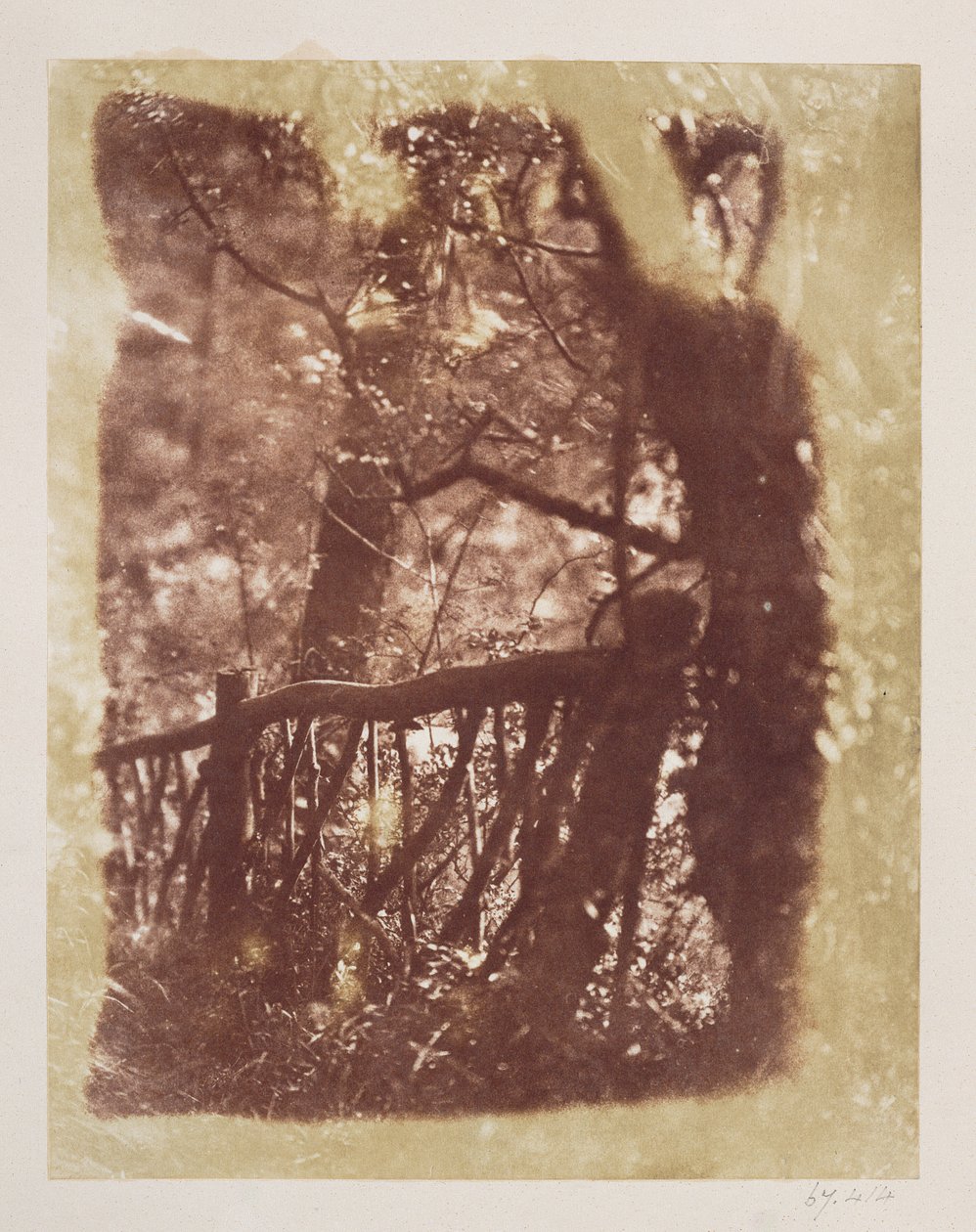 Hegn og træer i Colinton Wood (saltpapirtryk fra kalotypenegativ) af David Octavius Hill
