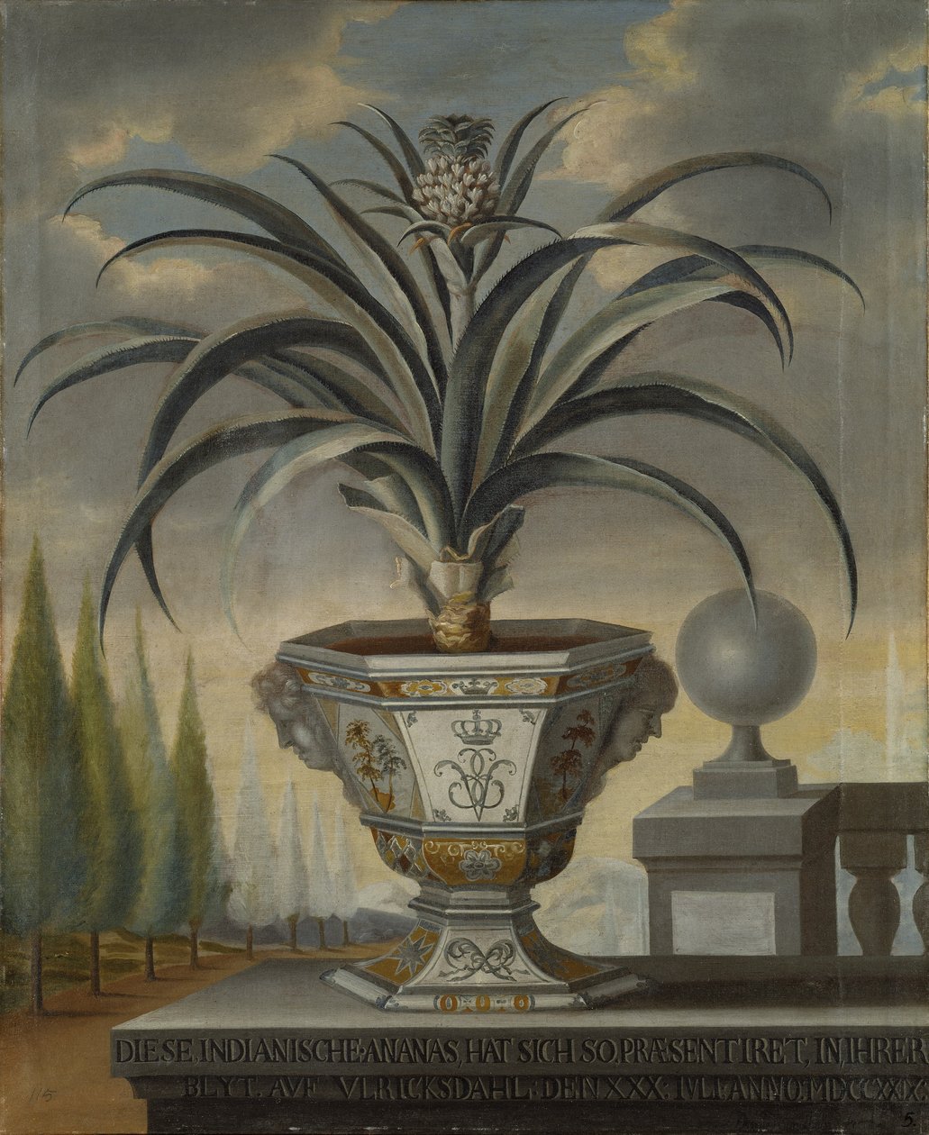 Ananasplante, 1729 af David von Coln