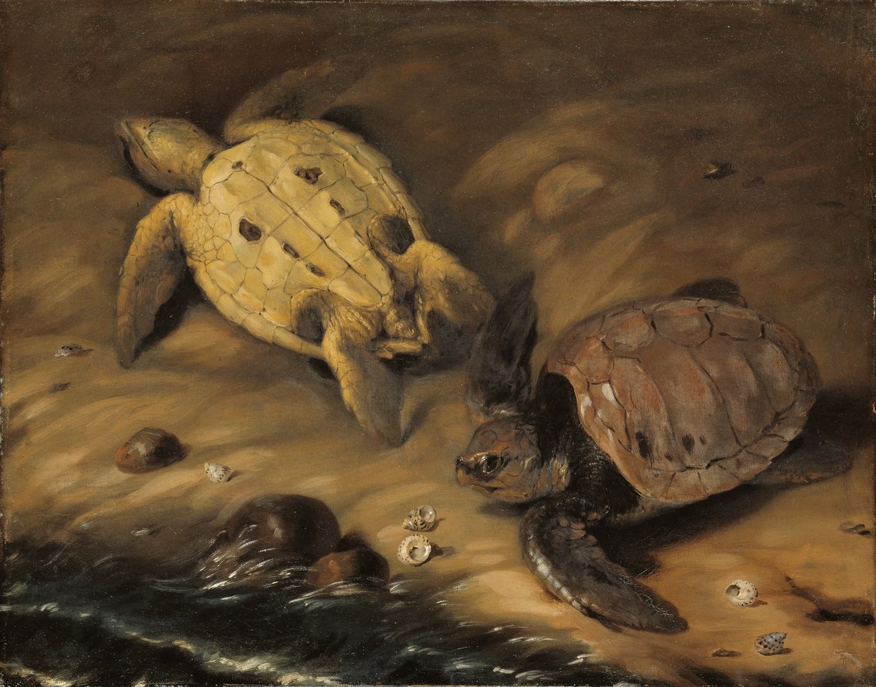 Skildpadde af David von Krafft