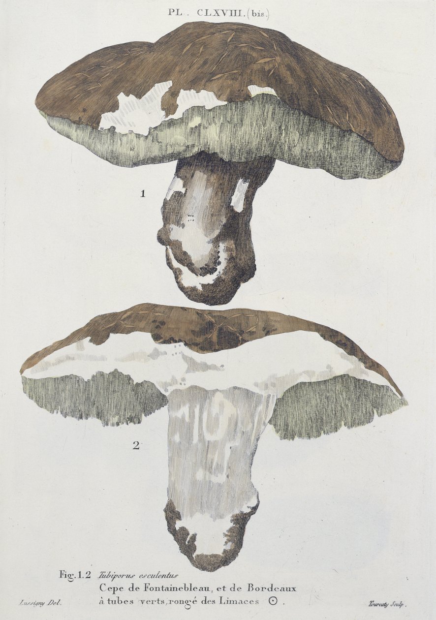 Tubiporus esculentus, plade 168 fra 