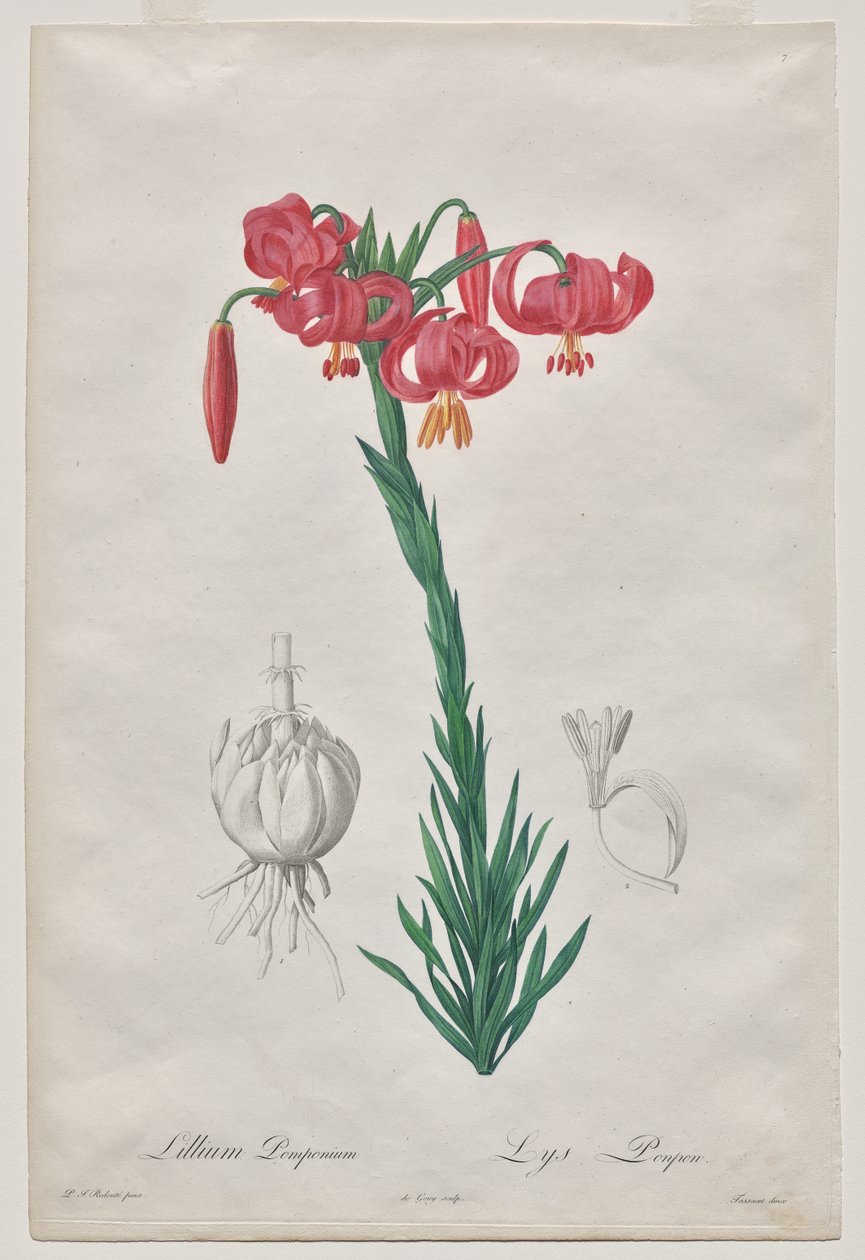 Lillium Pomponium (Turban Lily), tallerken 7 fra Les Liliacées af De Gouy