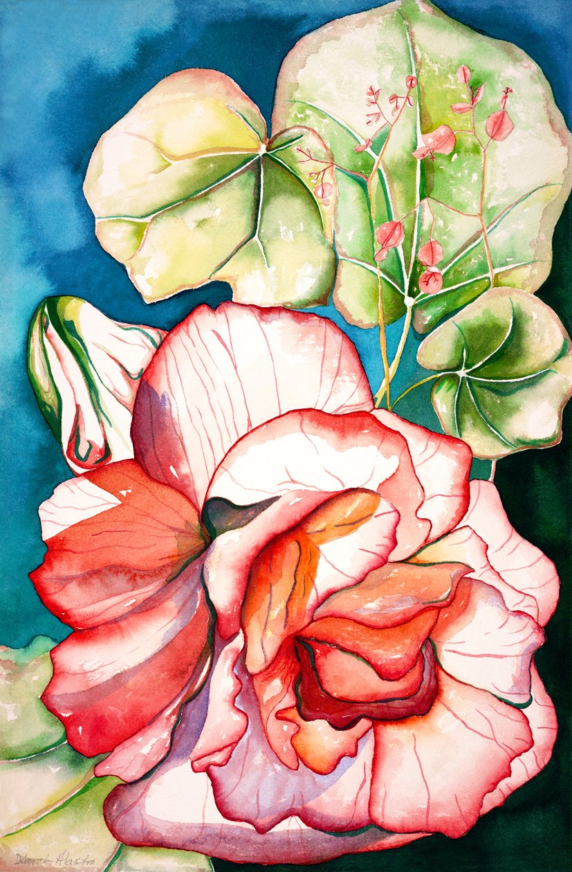 Begonia; 2006 (akvarel) af Deborah Eve Alastra