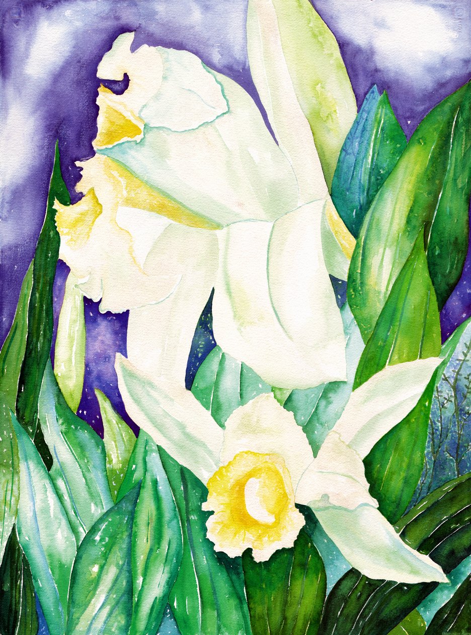 Night Orchids, 2007 (akvarel) af Deborah Eve Alastra